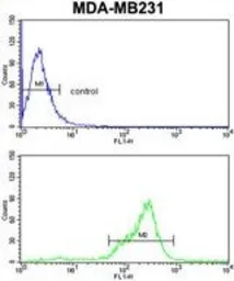 Anti-AS160 / TBC1D4 antibody, N-term used in Flow cytometry (FCM). GTX81198