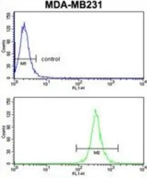 Anti-ARHGAP18 antibody, Internal used in Flow cytometry (FCM). GTX81203