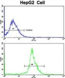 Anti-TNF beta antibody, Internal used in Flow cytometry (FCM). GTX81207