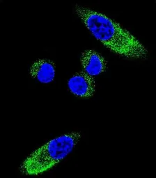 Anti-CYP1A1 antibody, Internal used in Immunocytochemistry/ Immunofluorescence (ICC/IF). GTX81231