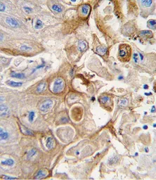 Anti-CYP2W1 antibody, N-term used in IHC (Paraffin sections) (IHC-P). GTX81289