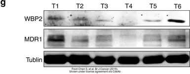 Anti-WBP2 antibody, C-term used in Western Blot (WB). GTX81293
