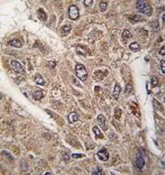 Anti-BICD2 antibody, C-term used in IHC (Paraffin sections) (IHC-P). GTX81309