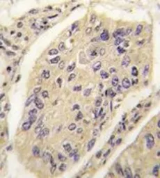 Anti-GHRH antibody, N-term used in IHC (Paraffin sections) (IHC-P). GTX81311
