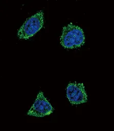 Anti-GHRH antibody, N-term used in Immunocytochemistry/ Immunofluorescence (ICC/IF). GTX81311