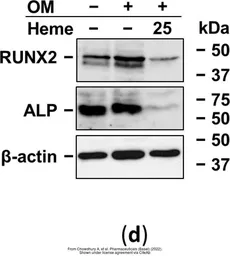 Anti-RUNX2 antibody used in Western Blot (WB). GTX81326