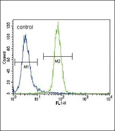 Anti-RUNX2 antibody used in Flow cytometry (FCM). GTX81326