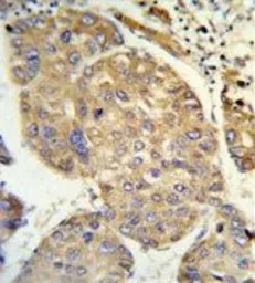 Anti-PHACTR2 antibody, N-term used in IHC (Paraffin sections) (IHC-P). GTX81354