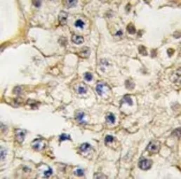 Anti-EphA10 antibody, N-term used in IHC (Paraffin sections) (IHC-P). GTX81357