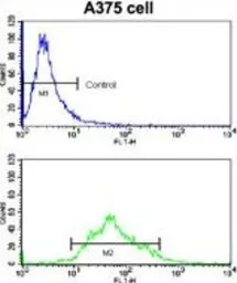 Anti-KREMEN1 antibody, N-term used in Flow cytometry (FCM). GTX81373