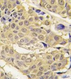 Anti-EPRS antibody, N-term used in IHC (Paraffin sections) (IHC-P). GTX81390