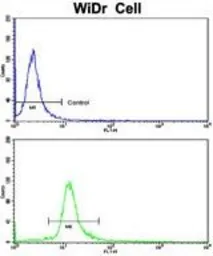 Anti-DDX53 antibody, C-term used in Flow cytometry (FCM). GTX81413
