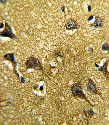 Anti-GDF6 antibody, C-term used in IHC (Paraffin sections) (IHC-P). GTX81418
