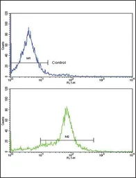 Anti-GDF6 antibody, C-term used in Flow cytometry (FCM). GTX81418