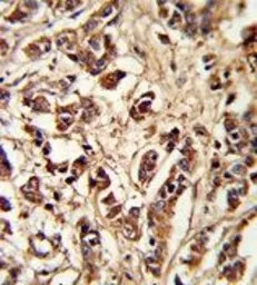 Anti-PCM1 antibody, Internal used in IHC (Paraffin sections) (IHC-P). GTX81421