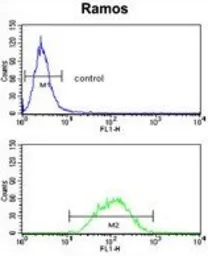 Anti-PCM1 antibody, Internal used in Flow cytometry (FCM). GTX81421