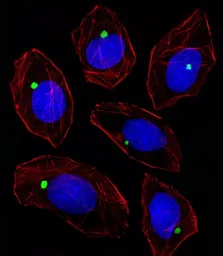 Anti-PCM1 antibody, Internal used in Immunocytochemistry/ Immunofluorescence (ICC/IF). GTX81421