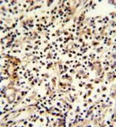 Anti-PCM1 antibody, C-term used in IHC (Paraffin sections) (IHC-P). GTX81422