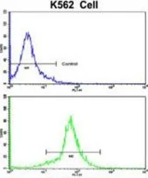 Anti-PCM1 antibody, C-term used in Flow cytometry (FCM). GTX81422