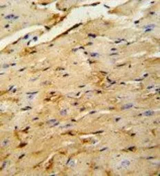 Anti-OAZ1 antibody, N-term used in IHC (Paraffin sections) (IHC-P). GTX81427