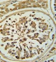 Anti-OPLAH antibody, N-term used in IHC (Paraffin sections) (IHC-P). GTX81428
