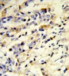 Anti-IGHM antibody, N-term used in IHC (Paraffin sections) (IHC-P). GTX81430