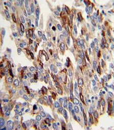 Anti-CD31 antibody, C-term used in IHC (Paraffin sections) (IHC-P). GTX81432