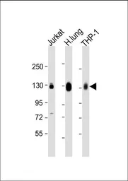 Anti-CD31 antibody, C-term used in Western Blot (WB). GTX81432