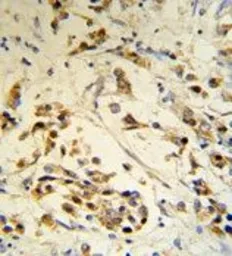 Anti-RBM3 antibody, Internal used in IHC (Paraffin sections) (IHC-P). GTX81472