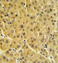 Anti-FBP1 antibody, N-term used in IHC (Paraffin sections) (IHC-P). GTX81483