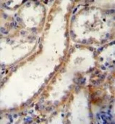 Anti-FKBP10 antibody, C-term used in IHC (Paraffin sections) (IHC-P). GTX81486