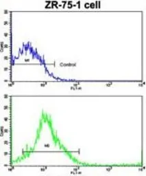 Anti-Cathepsin K antibody, Internal used in Flow cytometry (FCM). GTX81488