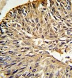 Anti-DHFR antibody, C-term used in IHC (Paraffin sections) (IHC-P). GTX81492