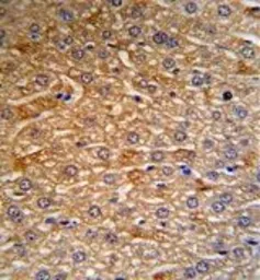 Anti-HRG antibody, N-term used in IHC (Paraffin sections) (IHC-P). GTX81528