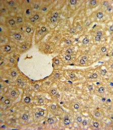 Anti-MSRA antibody, N-term used in IHC (Paraffin sections) (IHC-P). GTX81531