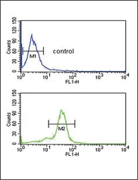 Anti-MSRA antibody, N-term used in Flow cytometry (FCM). GTX81531