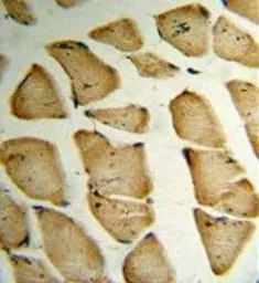 Anti-MFAP5 antibody, C-term used in IHC (Paraffin sections) (IHC-P). GTX81533