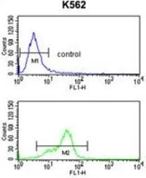 Anti-MFAP5 antibody, C-term used in Flow cytometry (FCM). GTX81533