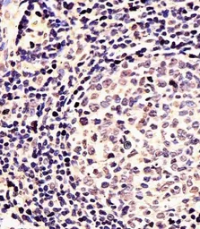 Anti-EN1 antibody, N-term used in IHC (Paraffin sections) (IHC-P). GTX81554