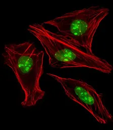 Anti-EN1 antibody, N-term used in Immunocytochemistry/ Immunofluorescence (ICC/IF). GTX81554