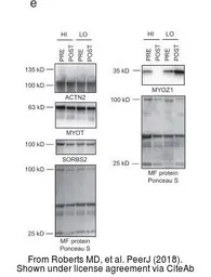 Anti-ARGBP2 antibody, N-term used in Western Blot (WB). GTX81600