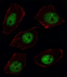 Anti-ARGBP2 antibody, N-term used in Immunocytochemistry/ Immunofluorescence (ICC/IF). GTX81600