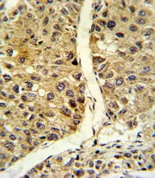 Anti-eNOS antibody, N-term used in IHC (Paraffin sections) (IHC-P). GTX81622