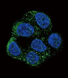 Anti-eNOS antibody, N-term used in Immunocytochemistry/ Immunofluorescence (ICC/IF). GTX81622