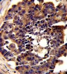 Anti-PDRG1 antibody, N-term used in IHC (Paraffin sections) (IHC-P). GTX81627