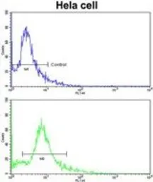 Anti-PDRG1 antibody, N-term used in Flow cytometry (FCM). GTX81627