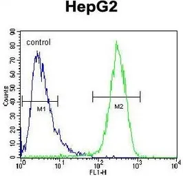 Anti-HEXA antibody, N-term used in Flow cytometry (FCM). GTX81638