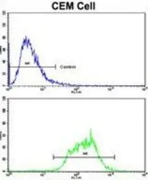 Anti-ND5 antibody, C-term used in Flow cytometry (FCM). GTX81641