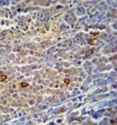 Anti-C9orf156 antibody, C-term used in IHC (Paraffin sections) (IHC-P). GTX81642