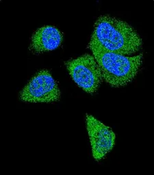 Anti-C6 antibody, N-term used in Immunocytochemistry/ Immunofluorescence (ICC/IF). GTX81643